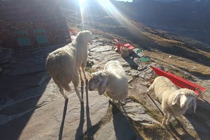 Defreggerhaus 2.963 m - Prägraten am Großvenediger