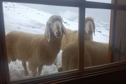 Defreggerhaus 2.963 m - Prägraten am Großvenediger