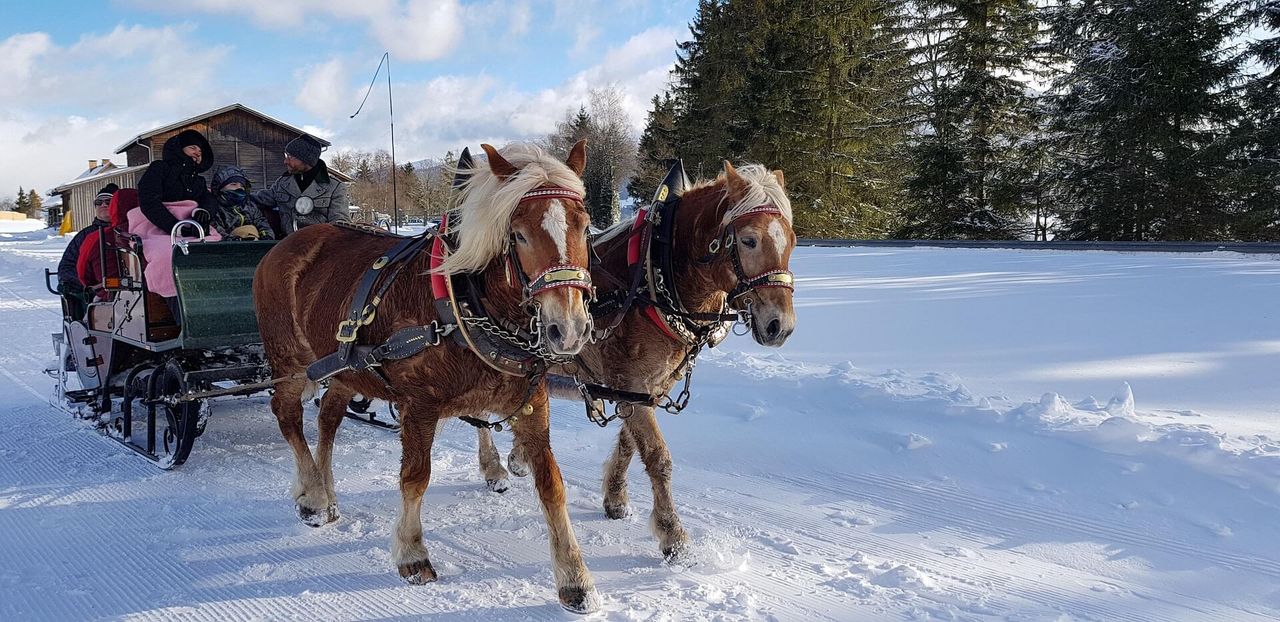 Pferdeschlittenfahrten in Osttirol im Winter