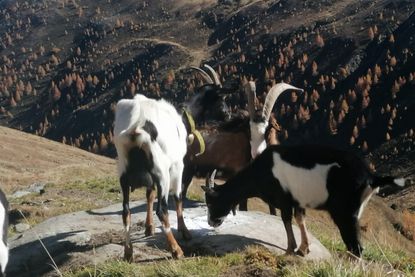 Merschenalm 2.248 m – Lasörlingweg Virgen | Osttirol