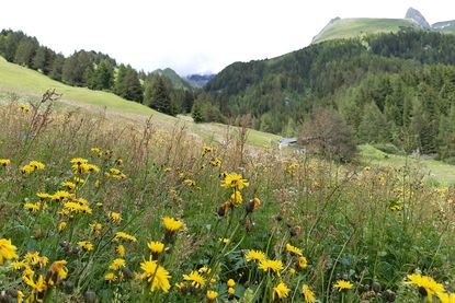 Almhütte Goisnalm 1.620m - Virgen