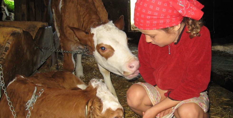 Lampeterhof ein Bergbauernhof | Ferienwohnungen in Matrei Osttirol - Tiere am Hof