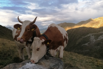 Merschenalm 2.248 m – Lasörlingweg Virgen | Osttirol