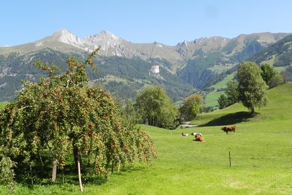 Matzenhof *** | Bauernhof mit Gästehaus in Matrei Osttirol