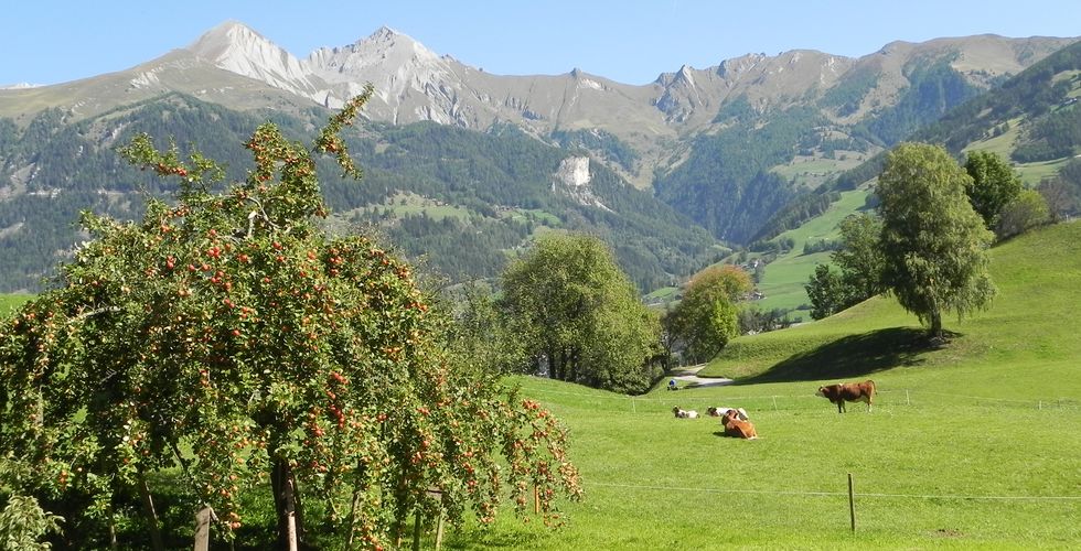 Matzenhof *** | Bauernhof mit Gästehaus in Matrei Osttirol